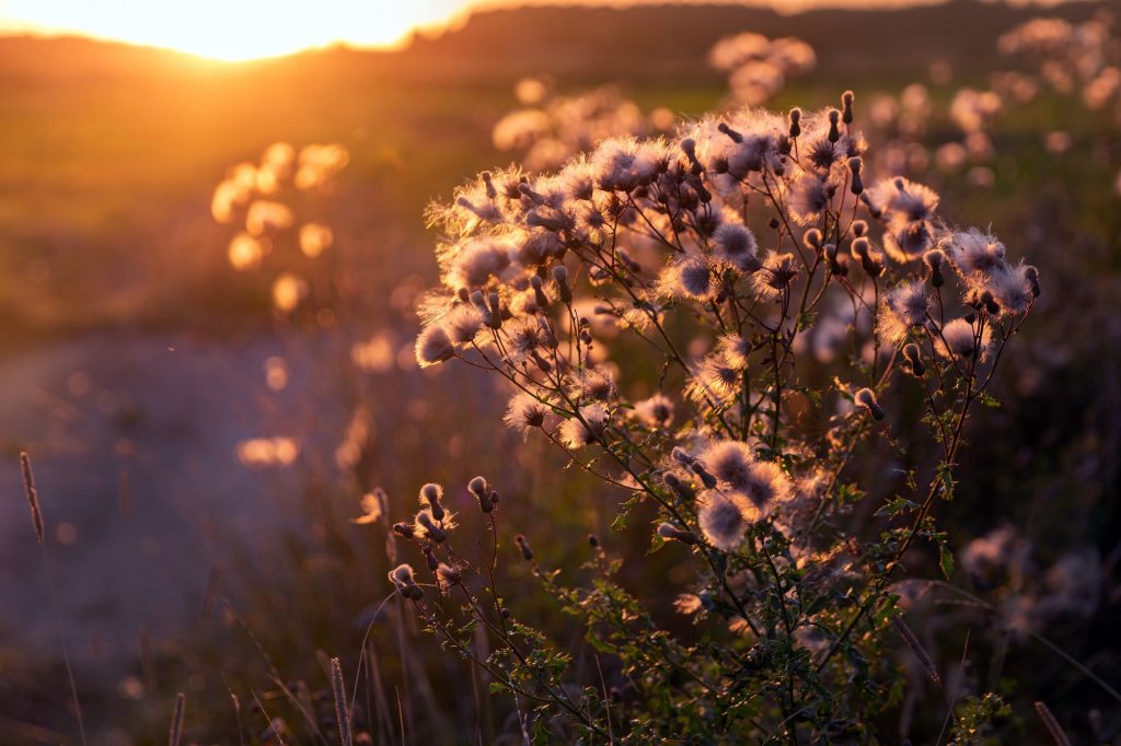 Sunset over the summer meadow