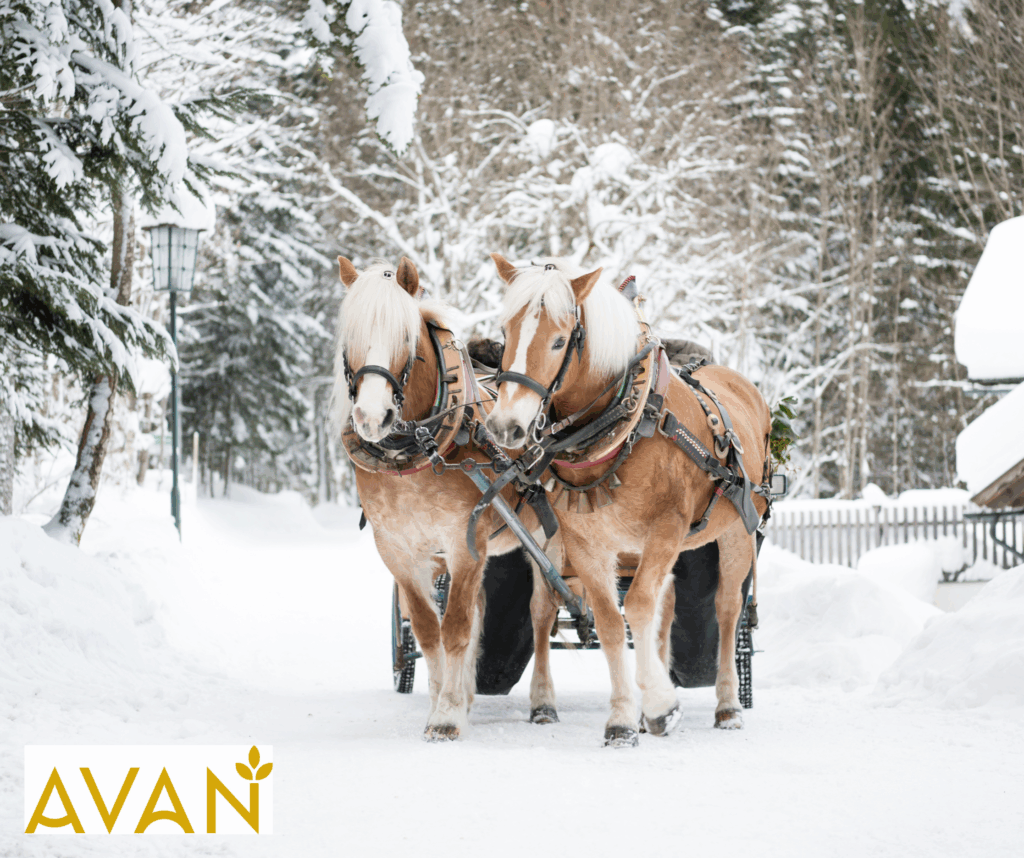 Unbyn Två bruna hästar med blonda manar drar en vagn längs en snöig stig kantad av träd. Snö täcker marken och träden. I nedre vänstra hörnet syns en gul AVAN-logotyp med en lövsymbol.